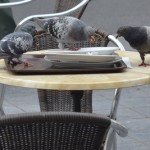 Tauben picken am Tisch